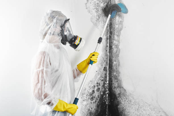 Best Mold Documentation for Insurance Claims  in Eagle, NE